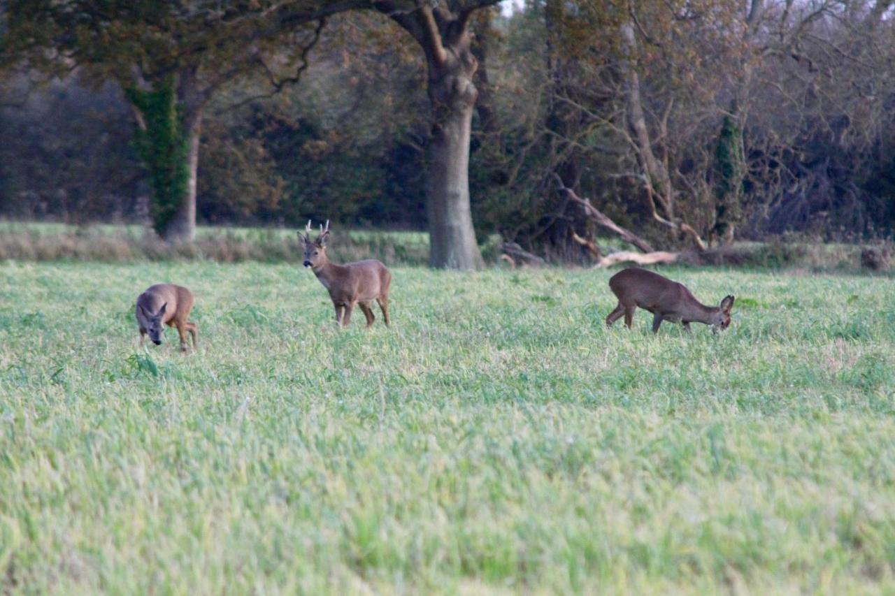 Hunston Mill Self Catering Dog Stay For Free Chichester Kültér fotó